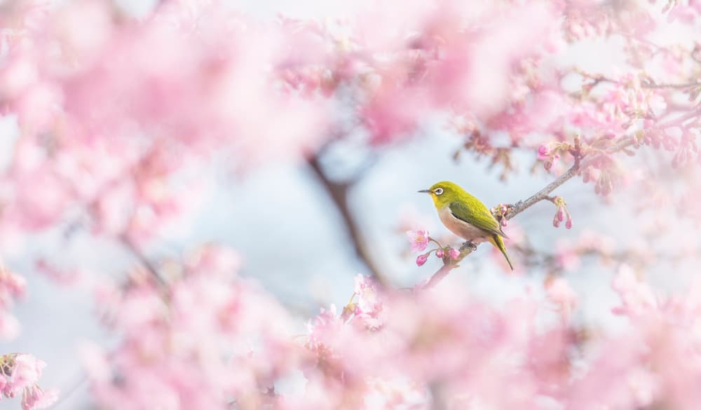 Pink Blossom Bird by Takashi Suzuki — canvas wall art