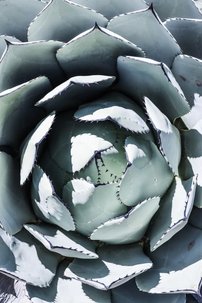 Agave Spiral Dance by Shot by Clint — canvas wall art