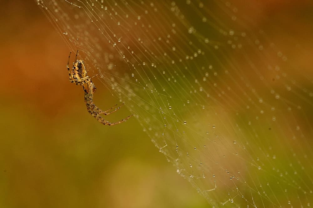 Spider by Luc Baekelandt — canvas wall art