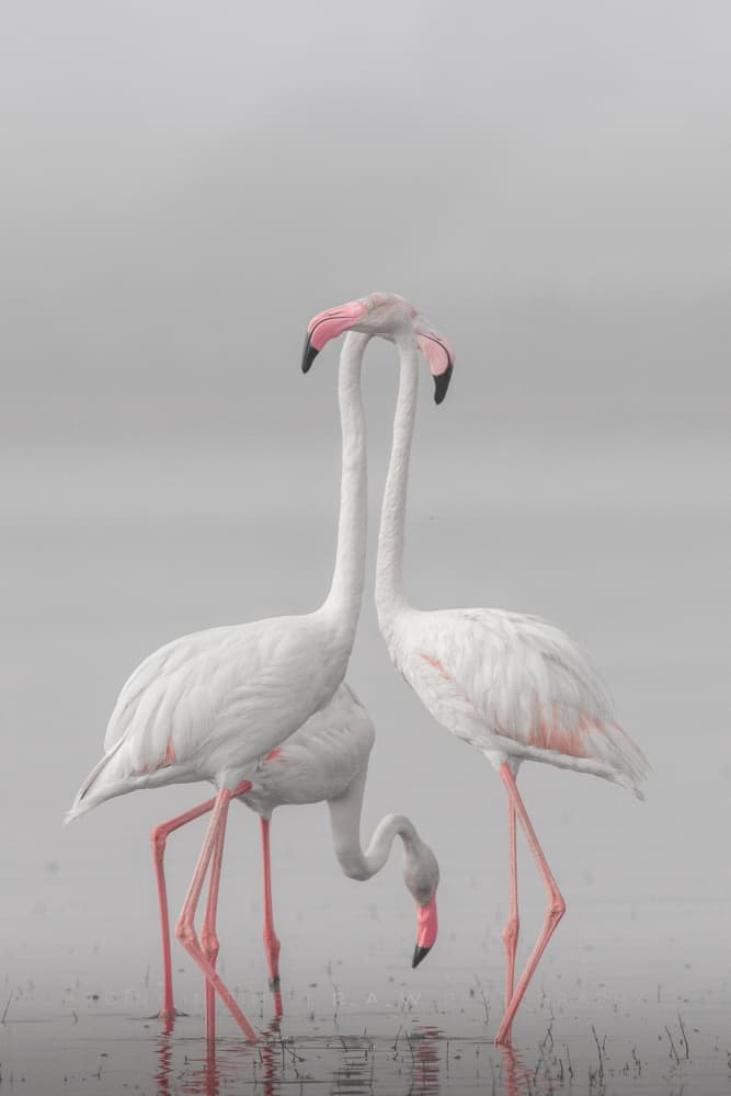 Flamingo Love In Mist by Rahul Wedpathak — canvas wall art