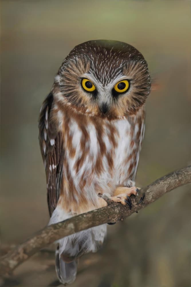 Watchful Forest Owl by Gavin Lam — canvas wall art