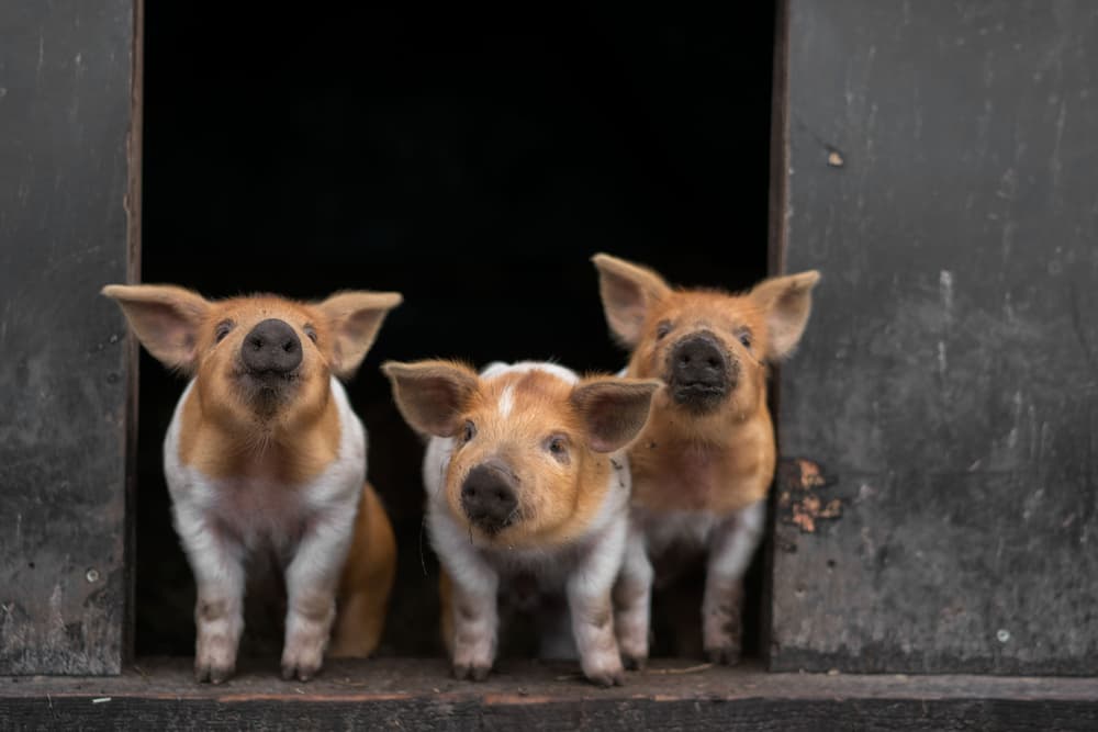Three Curious Piglets by Gert van den Bosch — canvas wall art