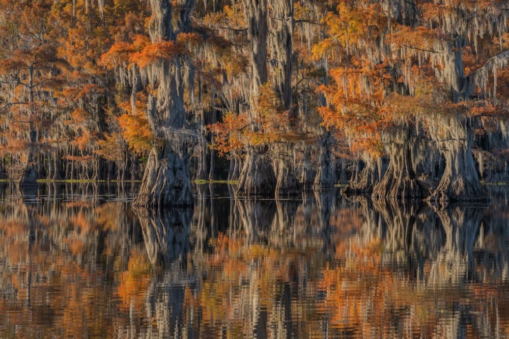 Golden Cypress Reflections by jenny j rao — canvas wall art