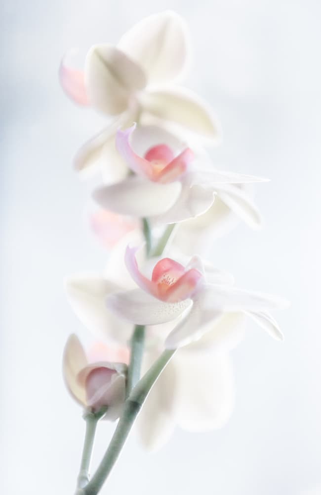 Ethereal Orchid Blooms by Peter Pfeiffer — canvas wall art