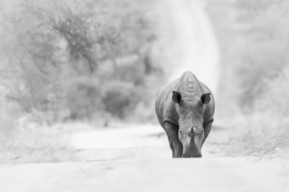 Solitary Rhino Walk by Massimo Felici — canvas wall art