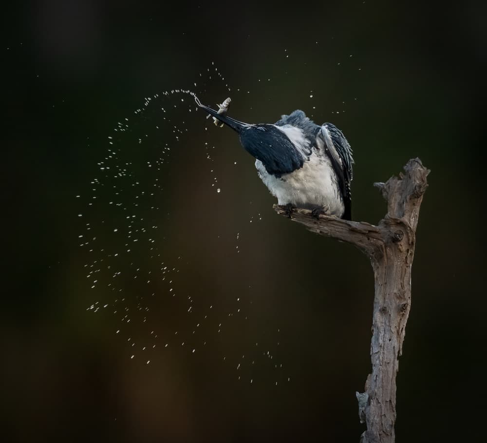 Dynamic Kingfisher Splash by Liwen Tao — canvas wall art