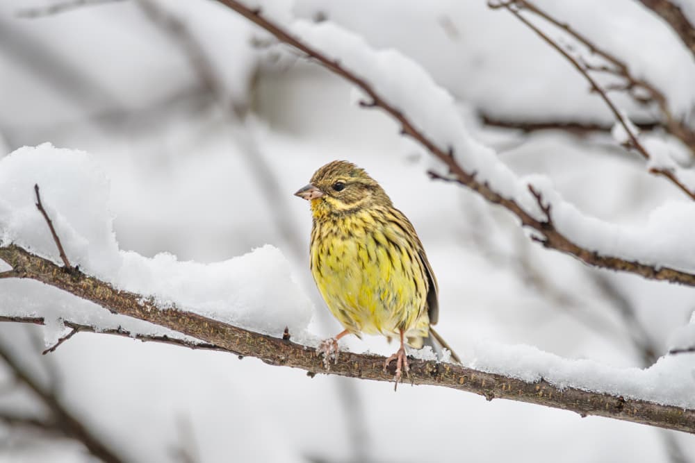 Yellow Bird in Snow by Takashi Suzuki — canvas wall art