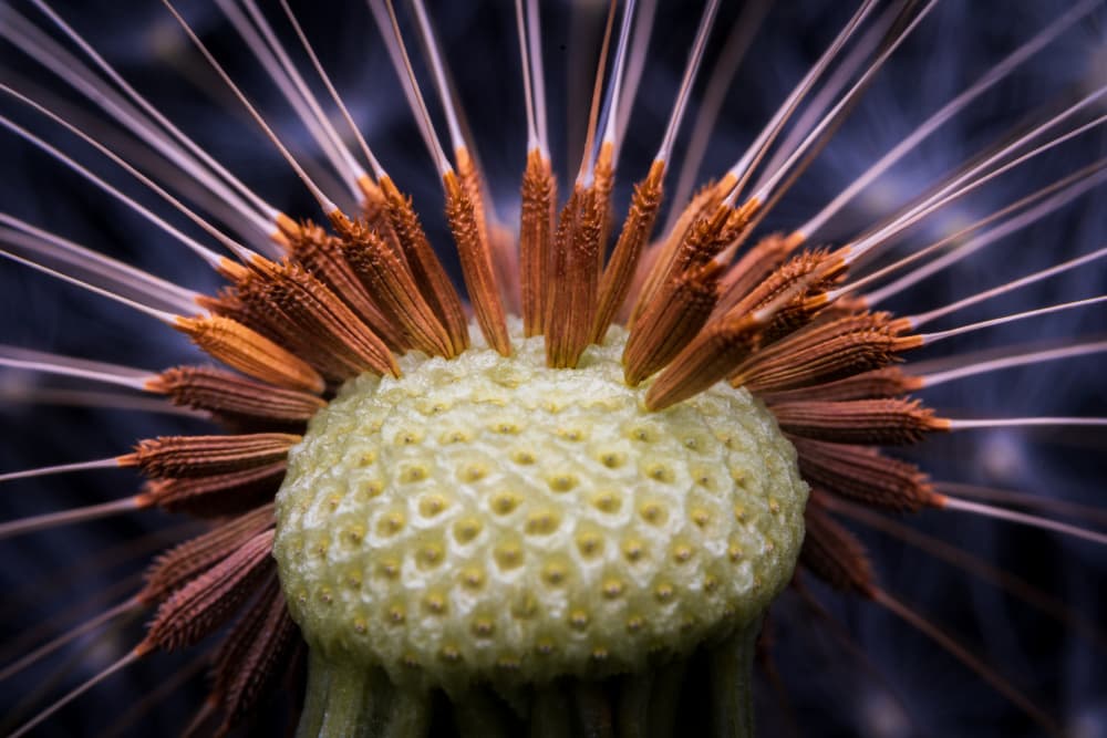 Intricate Dandelion Detail by Eduard Andrica — canvas wall art
