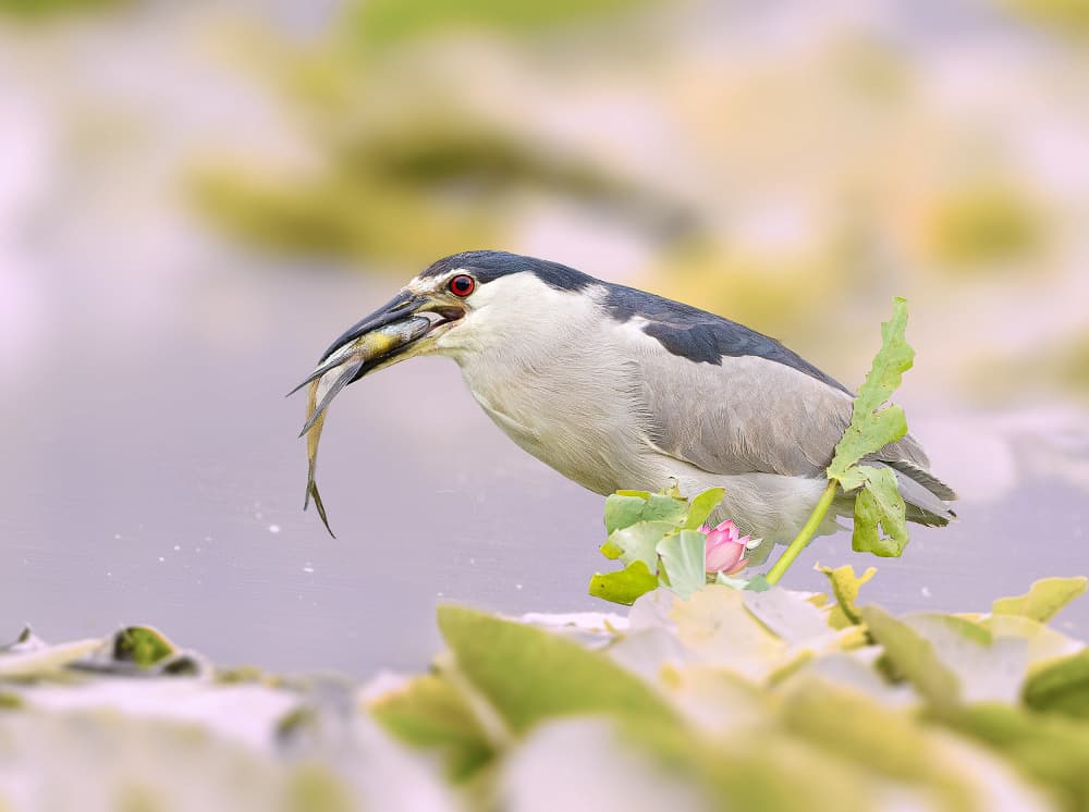 Night Heron Fishing by Robert Zhang — canvas wall art