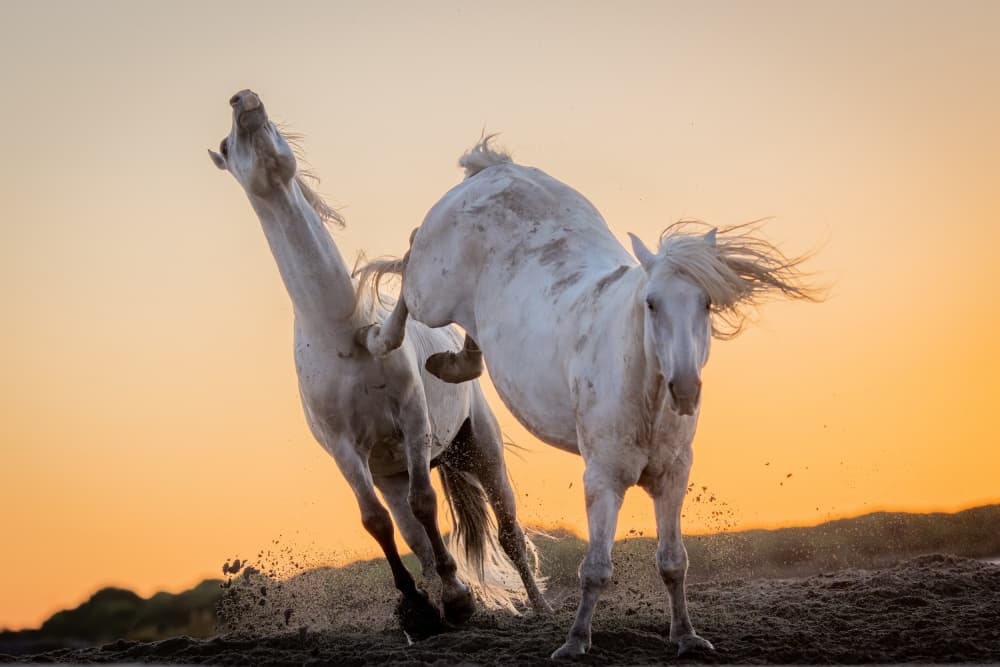 Wild Horses Golden Hour by Dirk Koster — canvas wall art