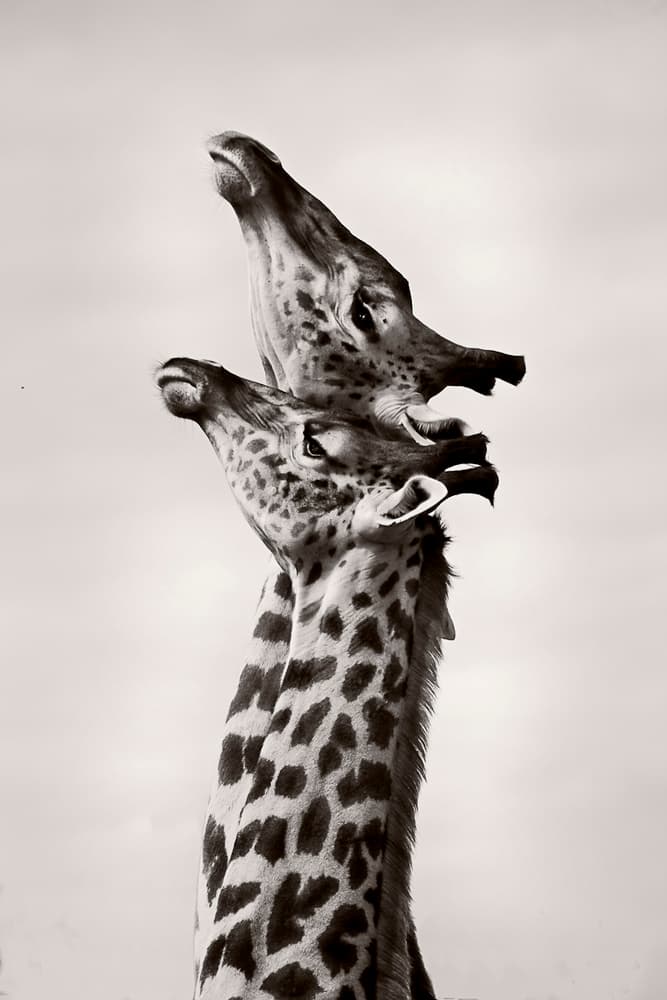 Two Giraffes Gaze by WildPhotoArt — canvas wall art