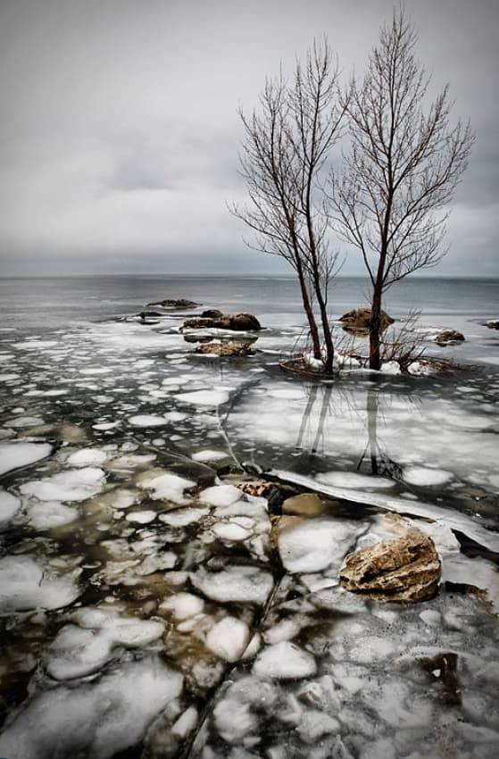 Frozen Shoreline Trees by Vedran Vidak — canvas wall art