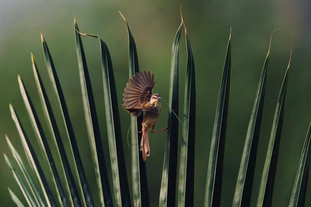Nesting Bird Flight by Phat Dao Tan — canvas wall art