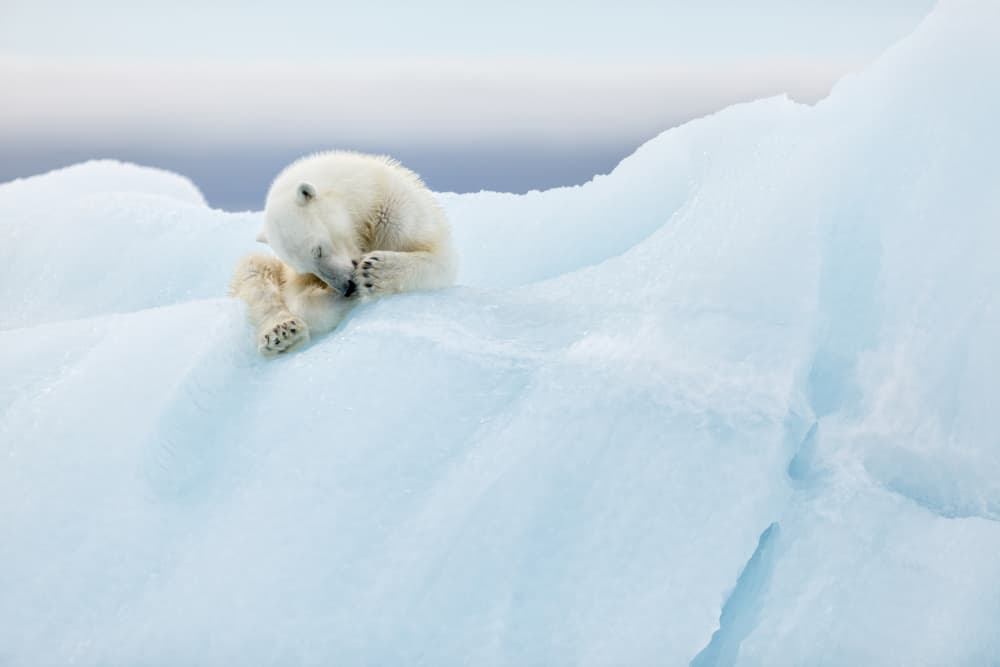 Sleeping Polar Bear Cub by Joan Gil Raga — canvas wall art