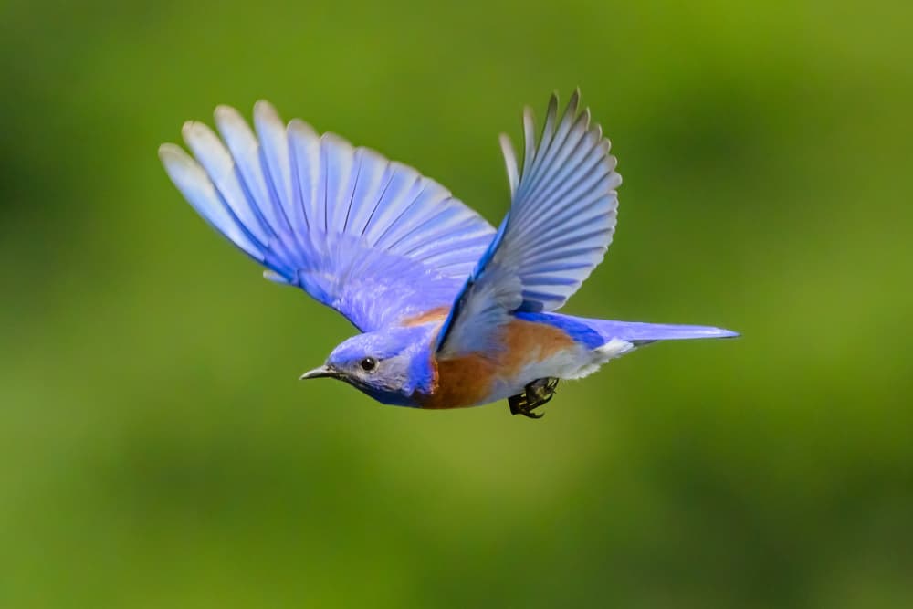 Bluebird in Flight by Moses Wang — canvas wall art