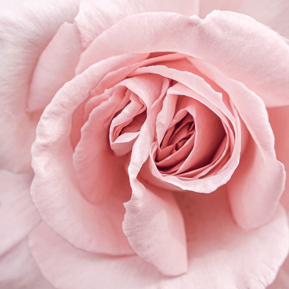 Delicate Pink Rose by Henrike Schenk — canvas wall art