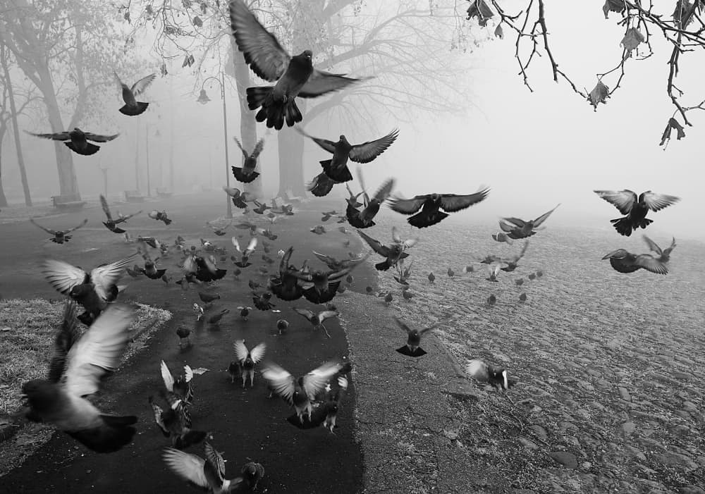 Misty Park Pigeons by Miodrag Kosanovic — canvas wall art