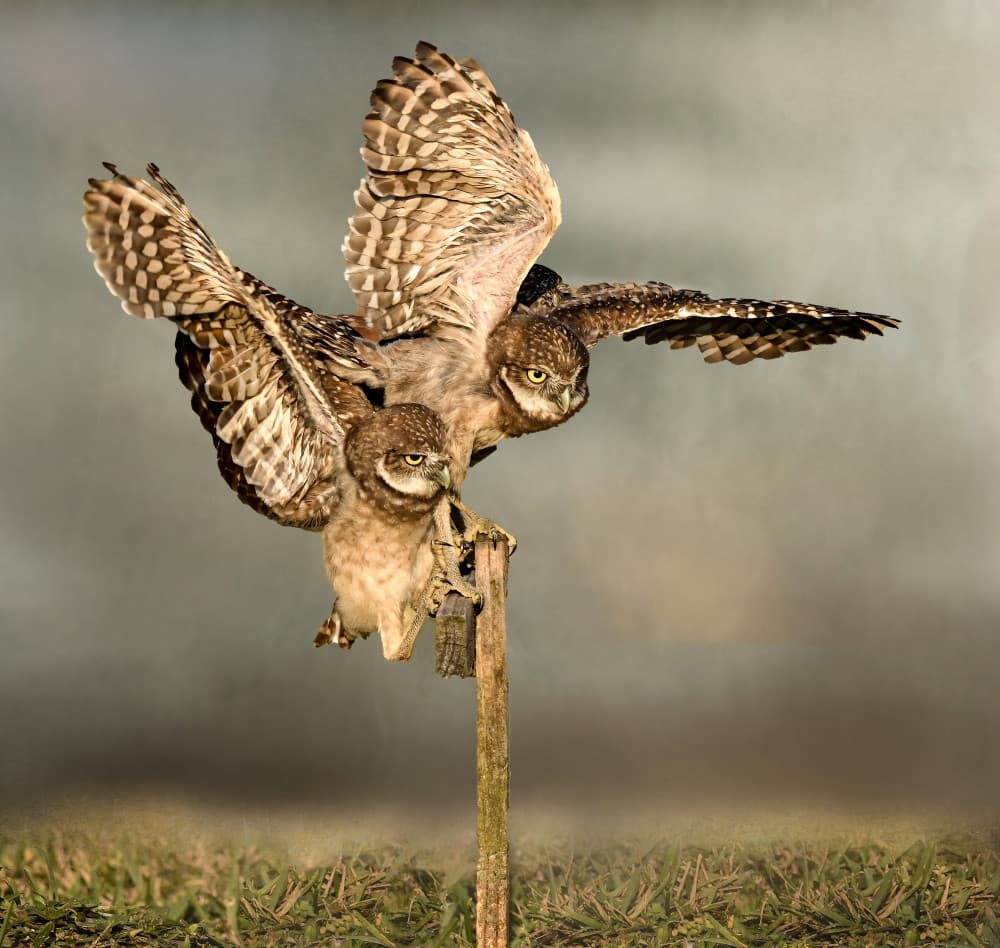 Burrowing Owls Taking Flight by Jane Lyons — canvas wall art