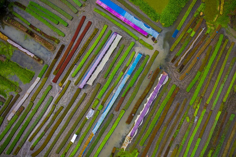 Colorful Farm Patterns by Azim Khan Ronnie — canvas wall art