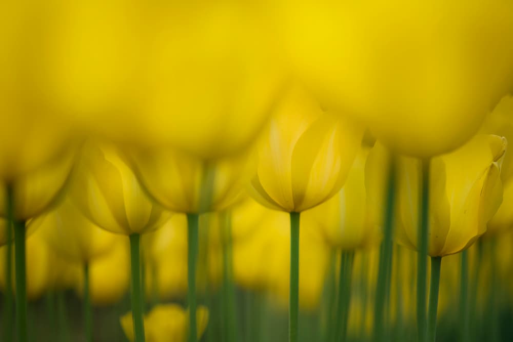 Golden Spring Tulips by Takashi Suzuki — canvas wall art