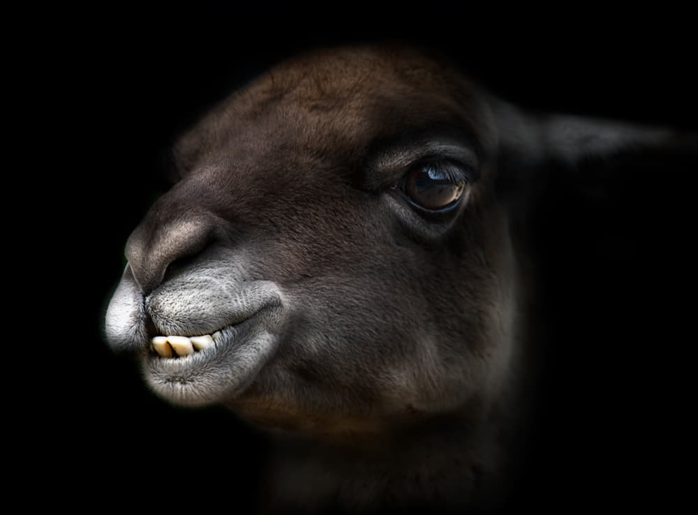Goofy Llama Portrait by Santiago Pascual Buye — canvas wall art