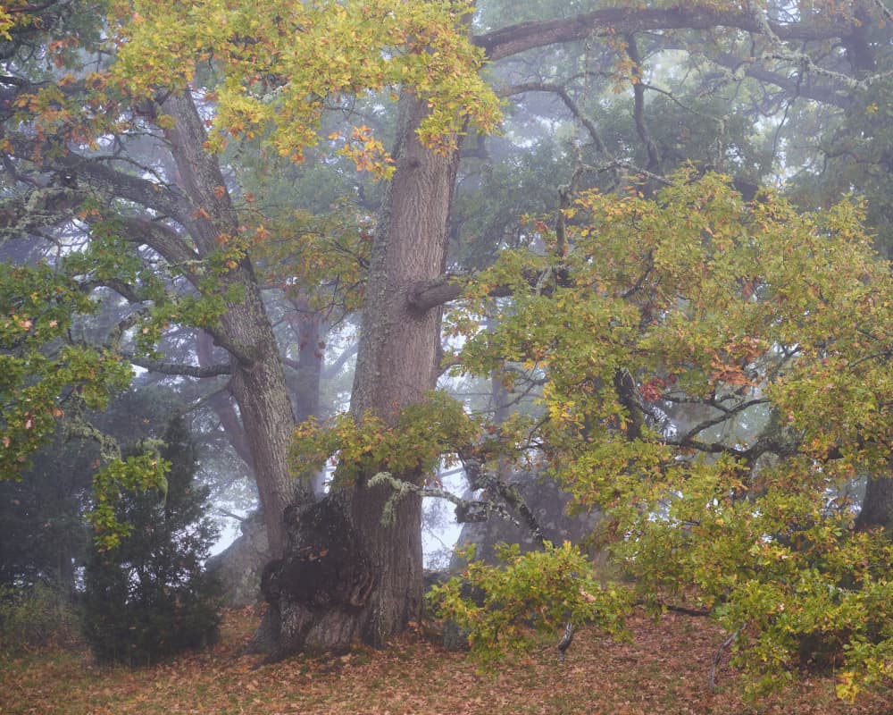 Ancient Misty Forest by Hamed Bank — canvas wall art