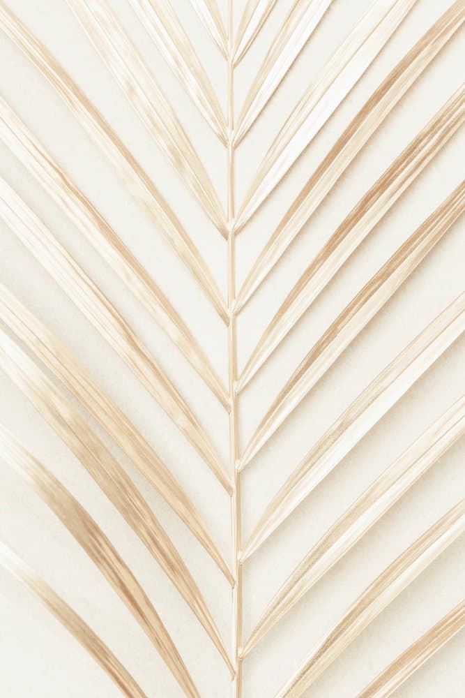 Natural Palm Frond by Pictufy Studio III — canvas wall art
