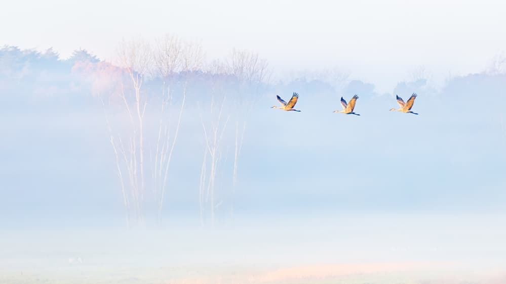 Misty Crane Flight by John J. Chen — canvas wall art