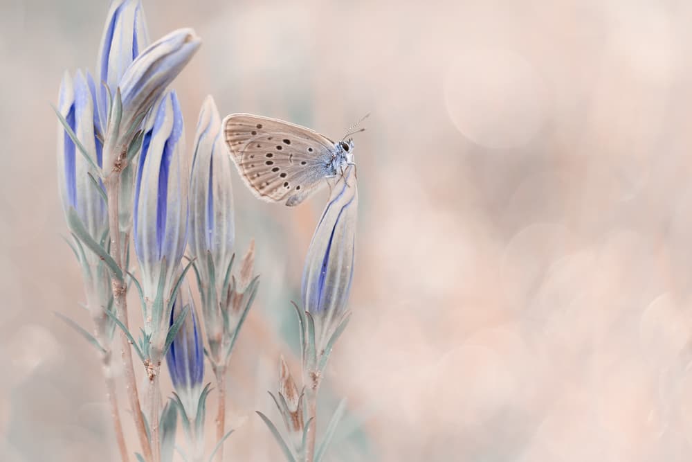Pastel Butterfly and Buds by Wil Mijer — canvas wall art