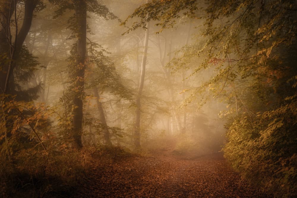 Golden Fog Forest Path by Norbert Maier — canvas wall art