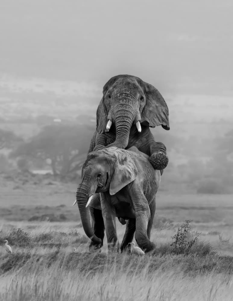 Playful Elephant Ride by MIN LI — canvas wall art