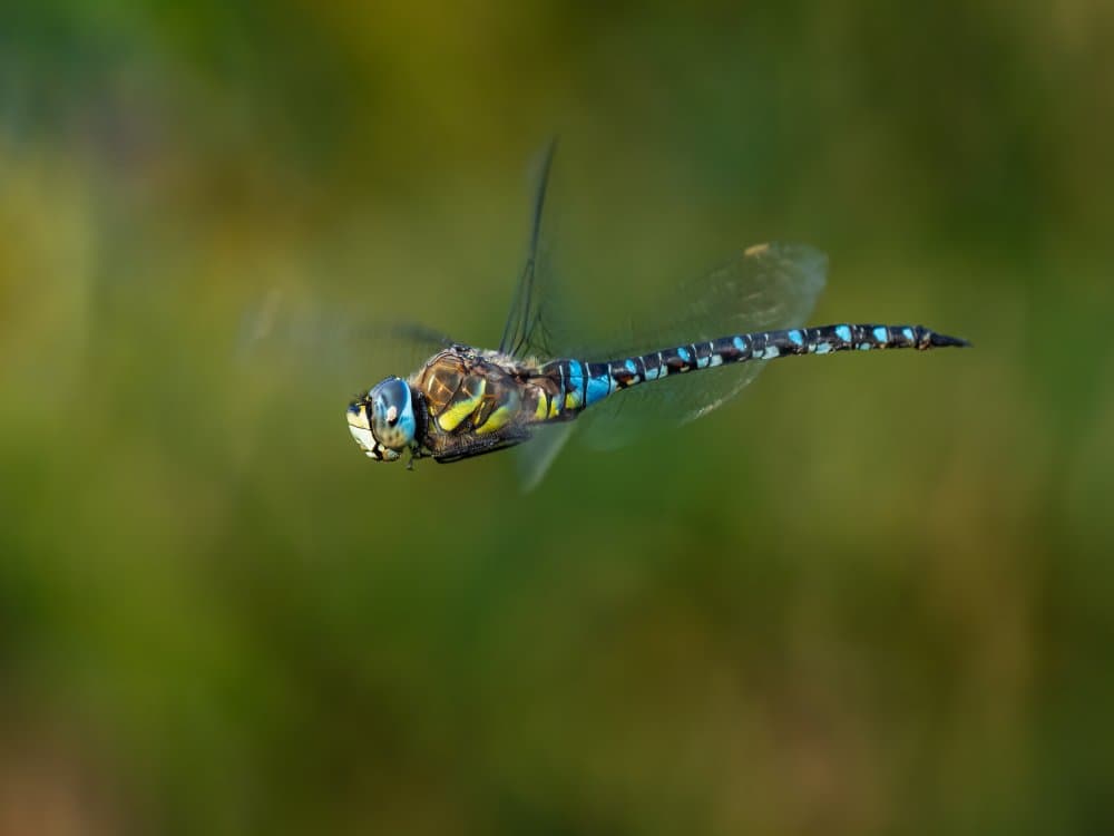 Blue Dragonfly In Flight by Rostislav Kralik — canvas wall art