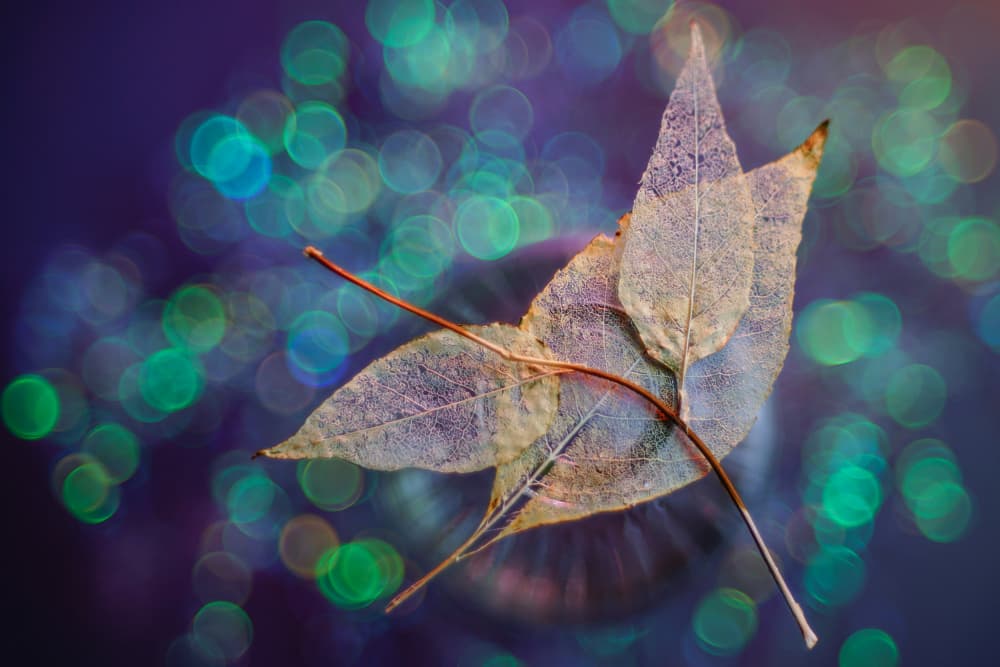 Leaf by Shihya Kowatari — canvas wall art