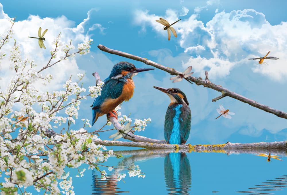 Spring Kingfishers Reflection by Sue Skellern — canvas wall art