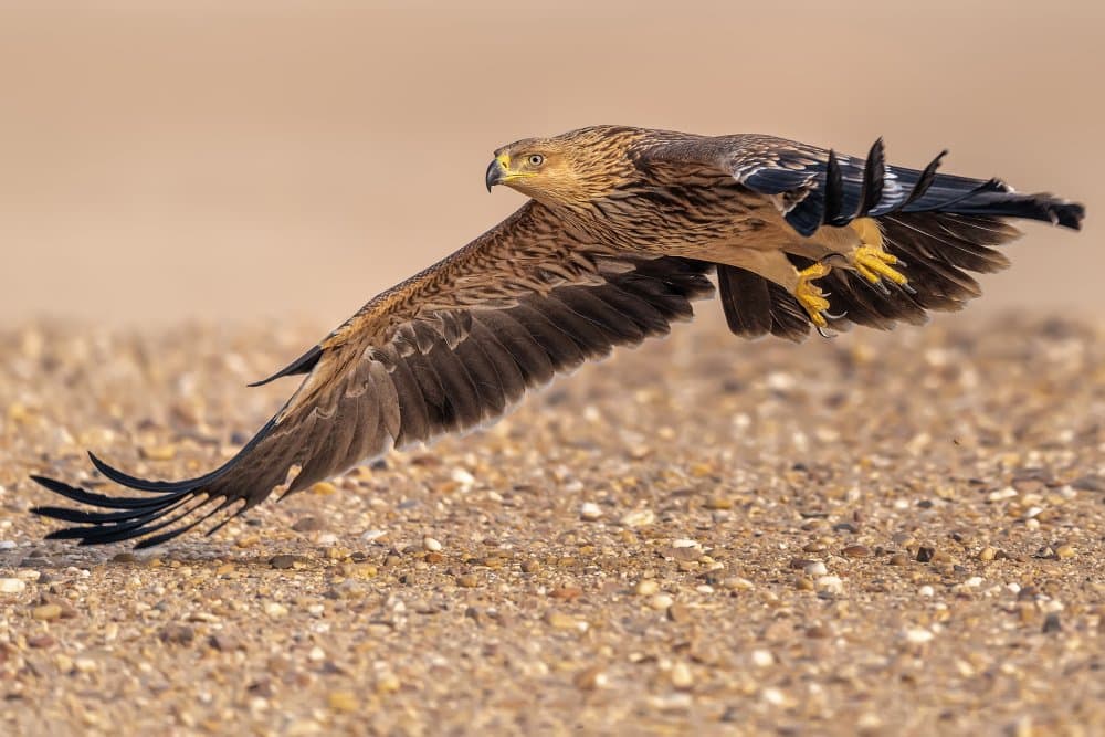Eagle Takes Flight by Ahmed Sobhi — canvas wall art