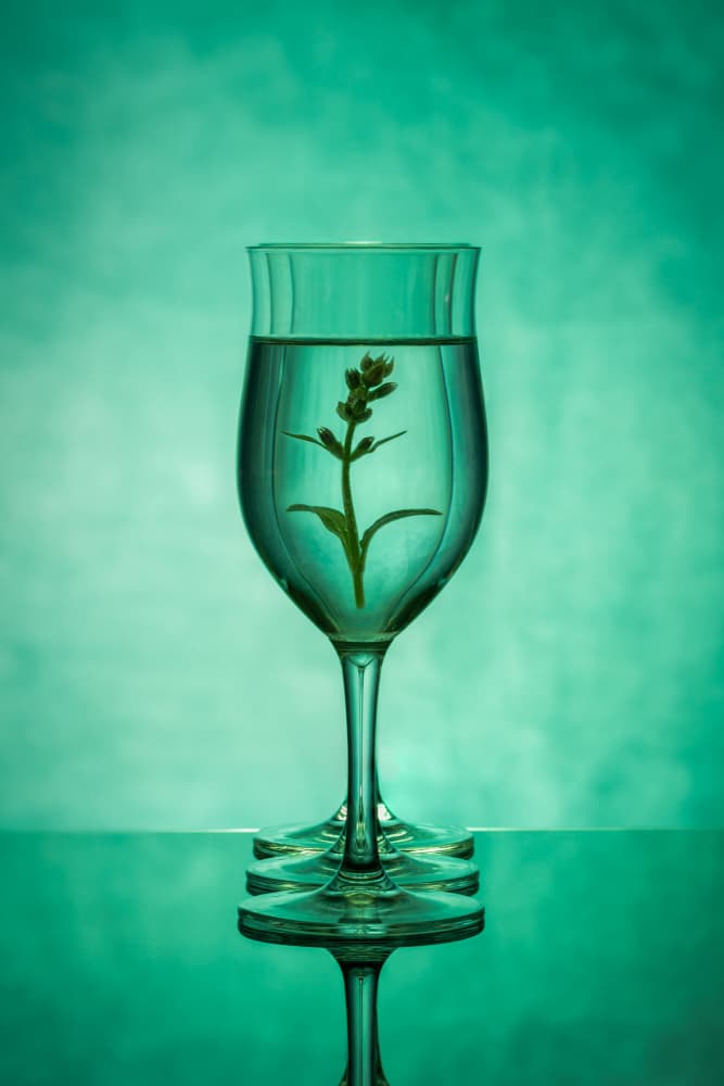 Green Floral Reflection by Azriel Yakubovitch — canvas wall art