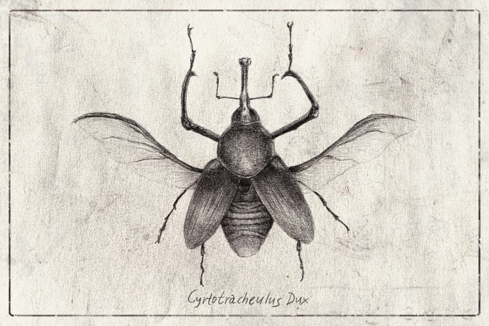 Cyrtotrachelus Dux by Mike Koubou — canvas wall art