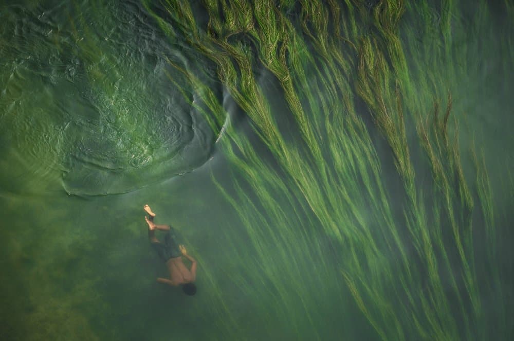 Green River Swim by Anindita Roy — canvas wall art