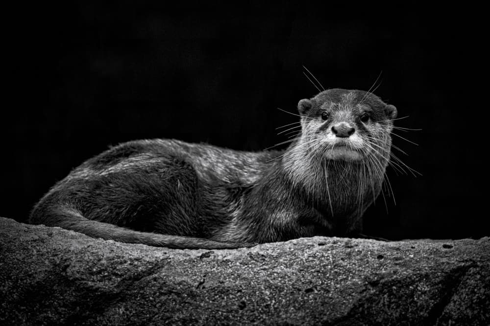 Watchful Otter Portrait by TWEE LIANG WONG — canvas wall art