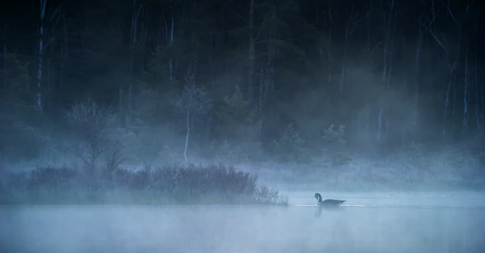 Lone Goose Misty Lake by Benny Pettersson — canvas wall art