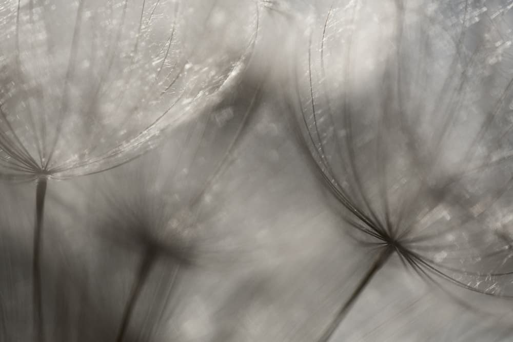 Delicate Dandelion Seeds by Penny Myles — canvas wall art
