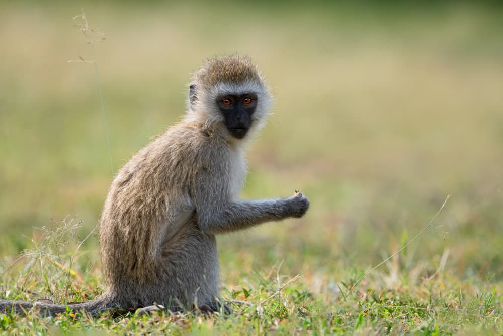 Curious Young Monkey by Tracy — canvas wall art