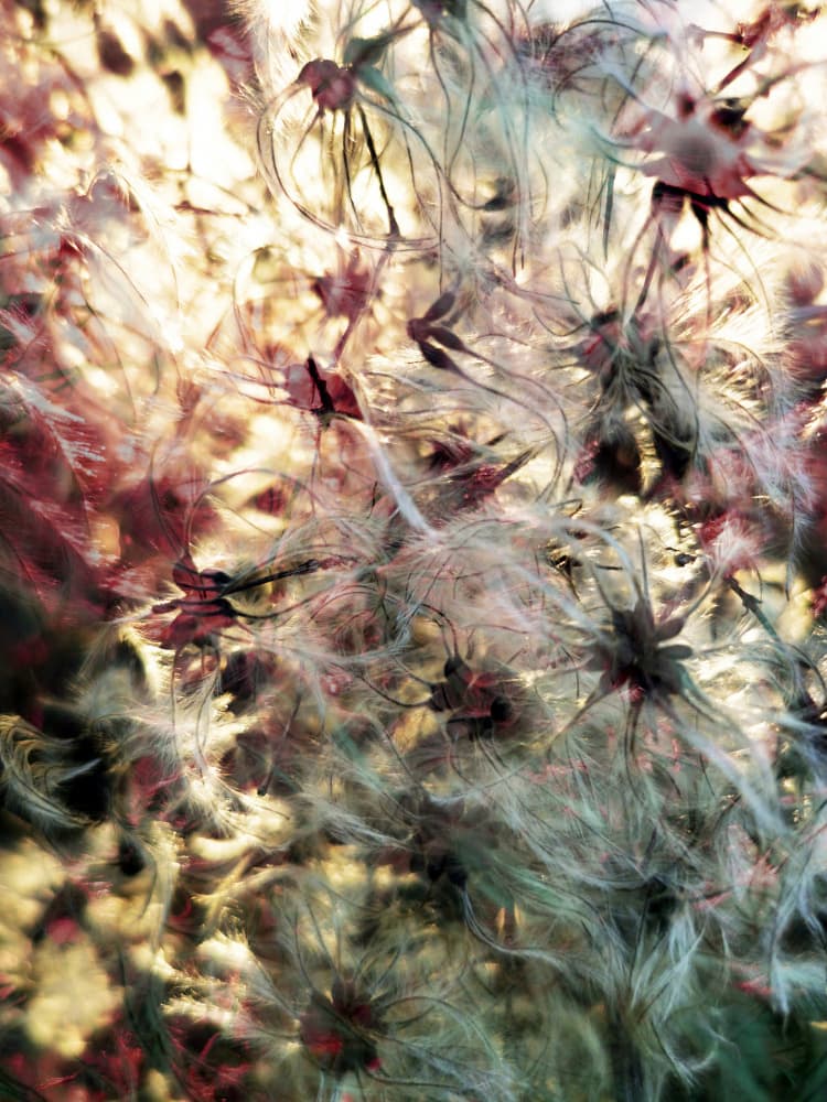 Fluffy Botanical Glow by Angelo Cerantola — canvas wall art