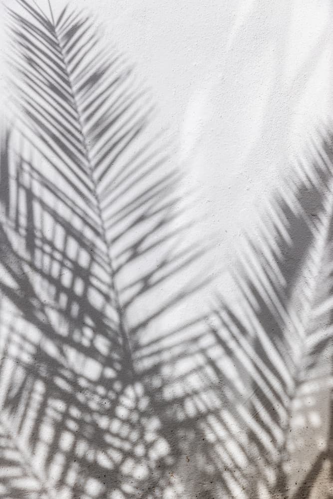 Palm Shadow Play by Mareike Böhmer — canvas wall art