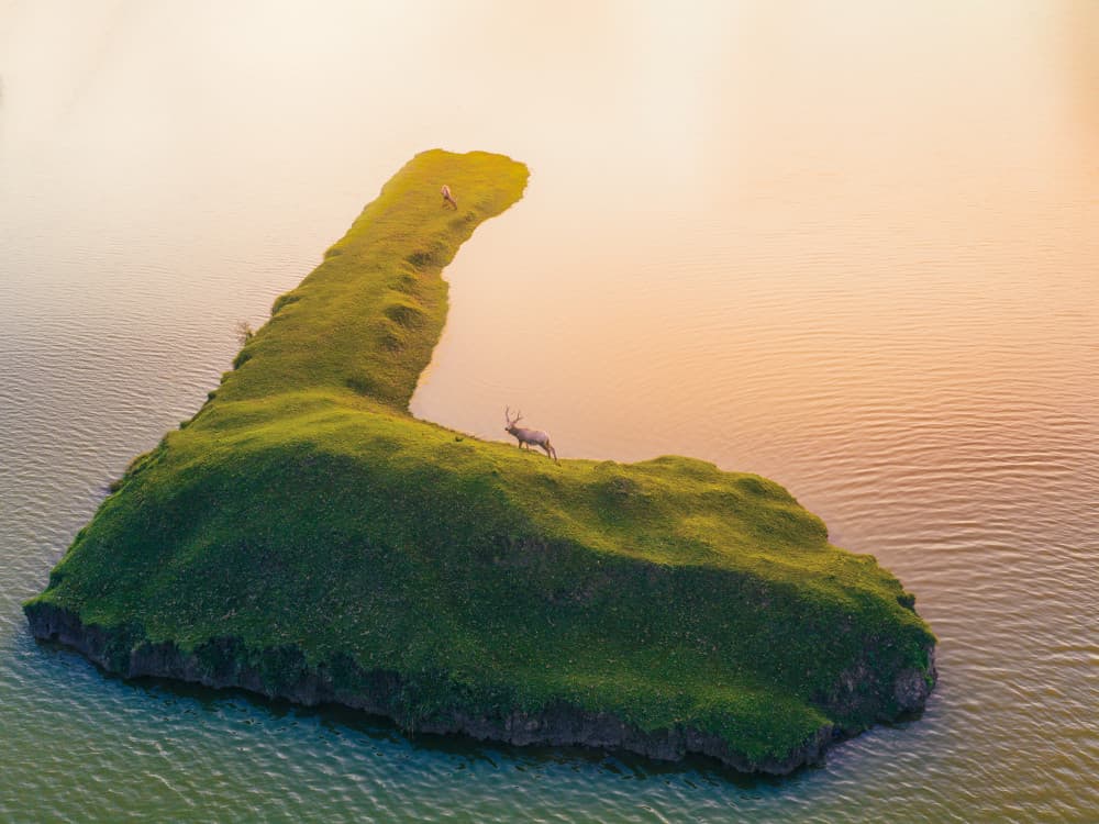 Golden Hour Island Elk by Bingo Z — canvas wall art