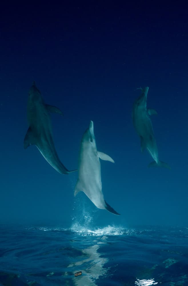 Leaping Ocean Dolphins by Serge Melesan — canvas wall art