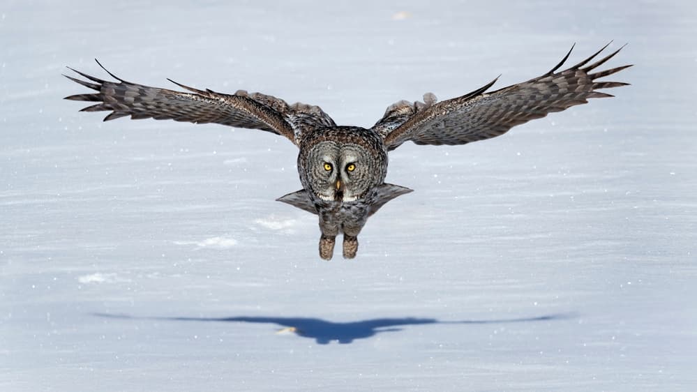 Great Grey Owl in Flight by Jun Zuo — canvas wall art