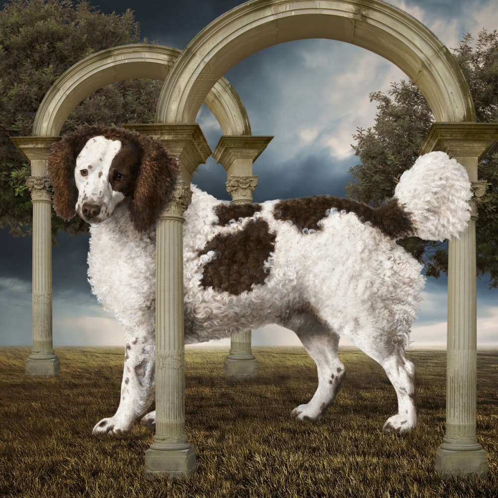 Elegant Parti Poodle Arches by Marja van den Hurk — canvas wall art