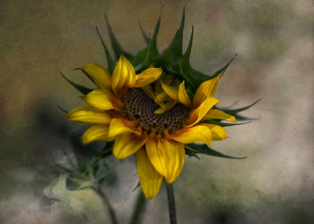 Rustic Sunflower Bloom by Marie-anne Stas — canvas wall art