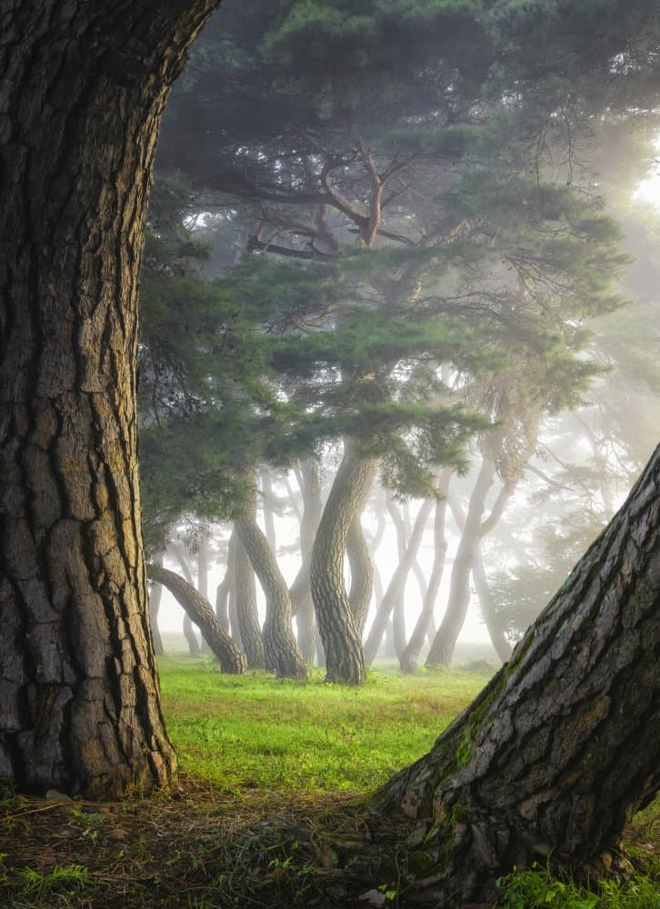 Misty Pine Forest by Tiger Seo — canvas wall art